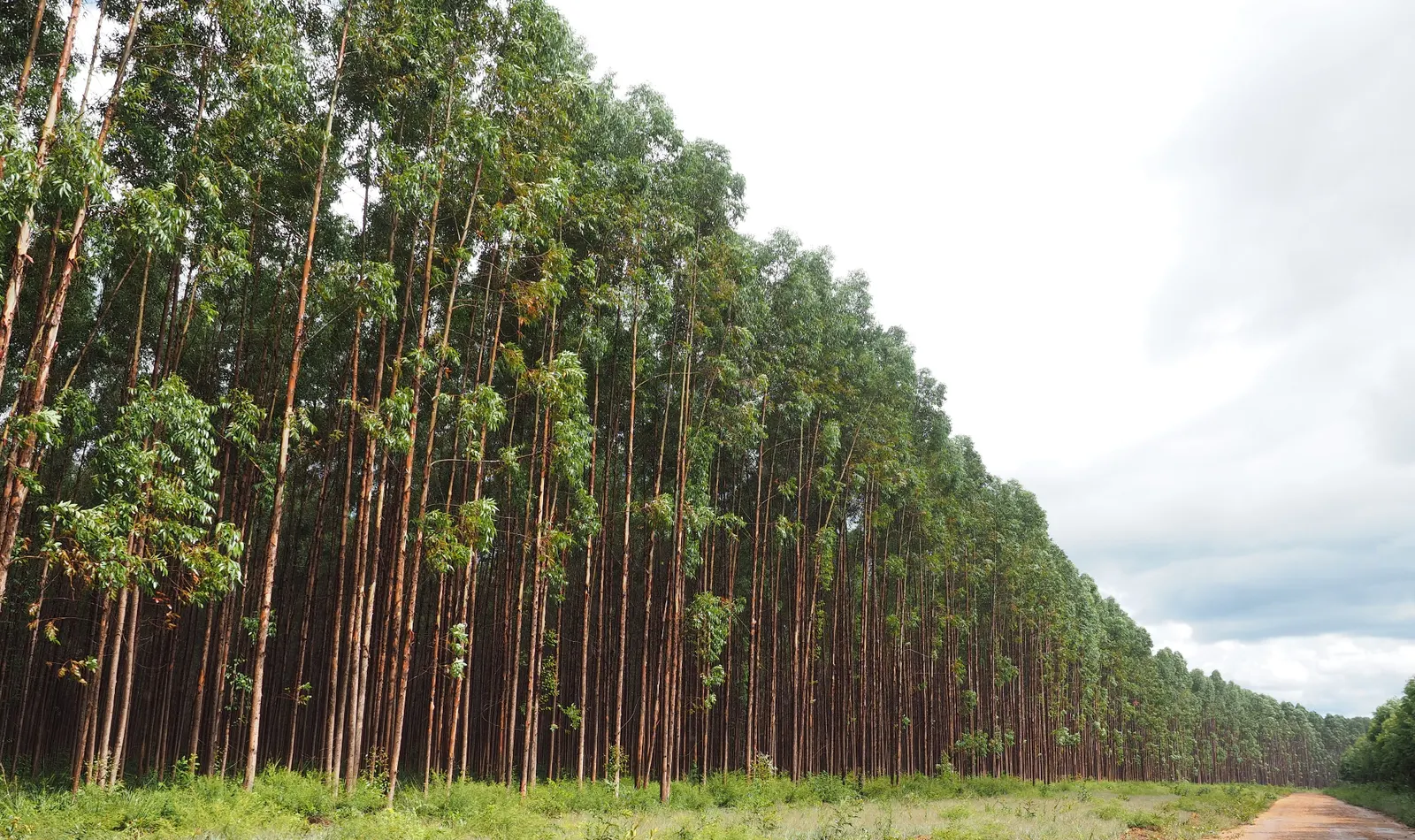 Talhão de eucalipto Cloeziana adulto na floresta própria da Campestre