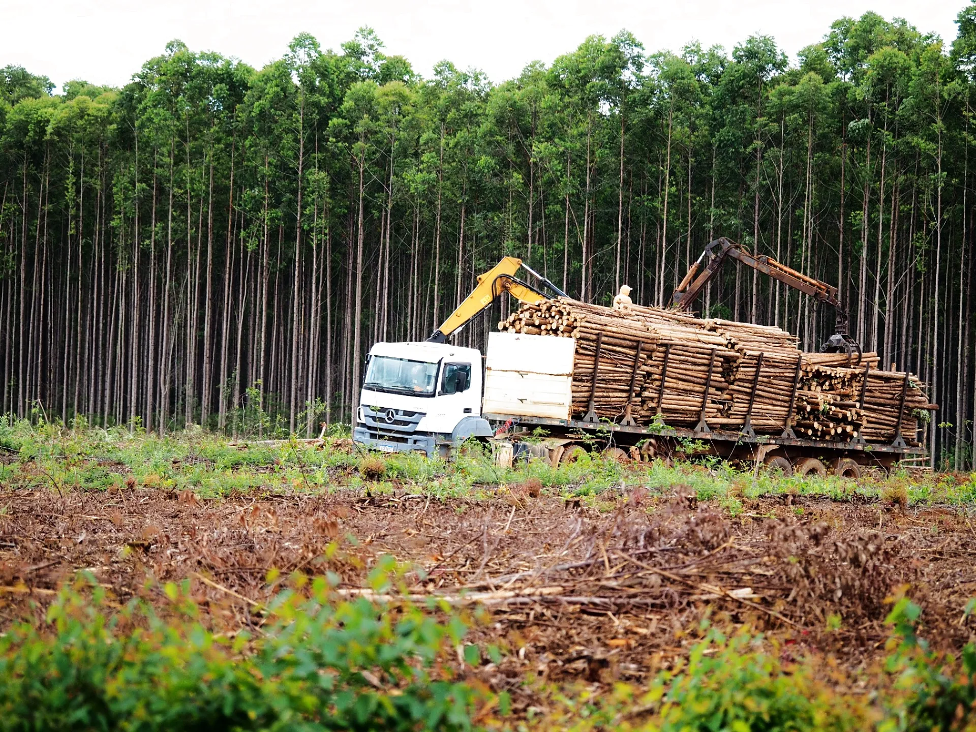 Caminhão carregando toras de eucalipto na floresta própria da Eucaliptos Campestre em Itamarandiba MG